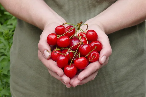 Agriculture, sweet cherry fruit in hands — Stock Photo, Image