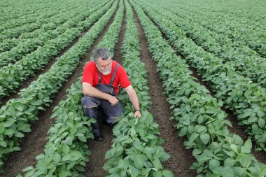 Çiftçi ya da soya alanındaki bilimsel tarım uzmanı