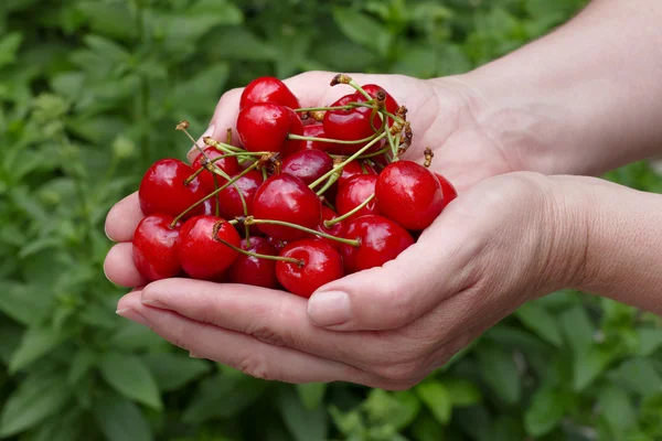 Agriculture, sweet cherry fruit in hands — Stock Photo, Image