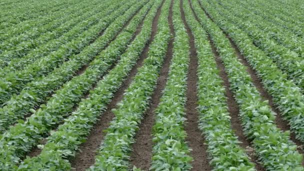 Champ de soja cultivé vert 