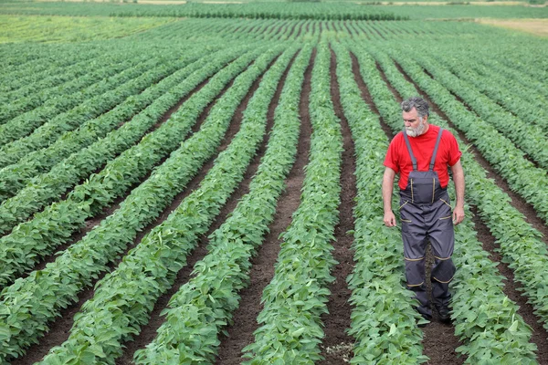 Agricultor o agrónomo caminando en el campo de soja y examinar la planta — Foto de Stock