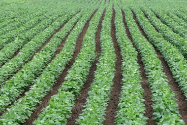 Yeşil soya fasulyesi alan erken yaz aylarında ekili.