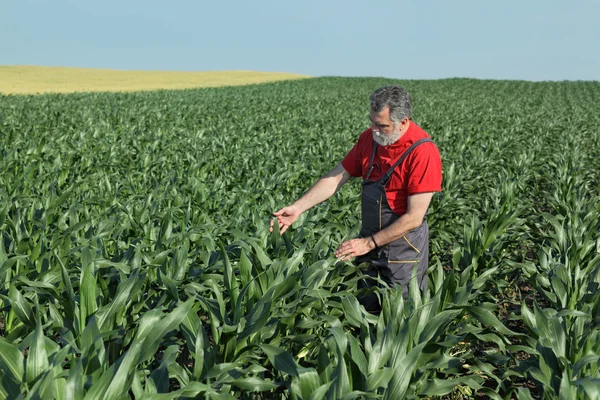 Rolnych scena, rolnik w polu kukurydzy — Zdjęcie stockowe