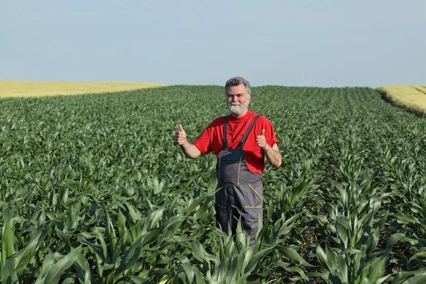 Scène agricole, agriculteur dans le champ de maïs — Photo