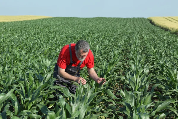 Scène agricole, agriculteur dans le champ de maïs — Photo