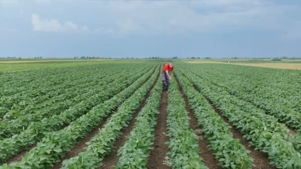 Agricultor em campo de plantas de soja inspecionando e usando tablet — Vídeo de Stock