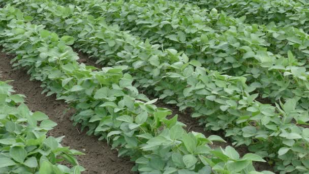 Agricultura, campo de plantas de soja — Vídeo de Stock