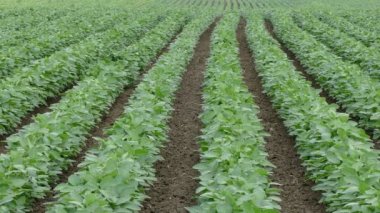 Tarım, soya tesisi alanı