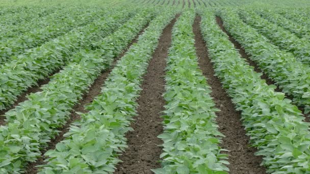 Agriculture, champ de soja 