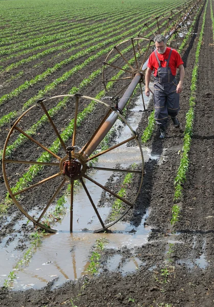 Landbouw scène, boer in paprika veld met water systeem — Stockfoto