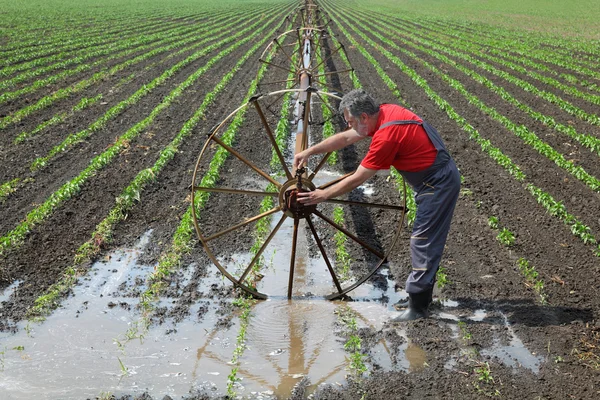 Landbouw scène, boer in paprika veld met water systeem — Stockfoto