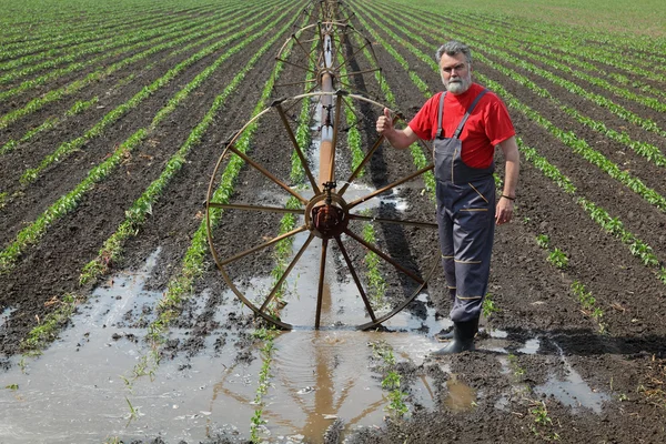 Tarım sahne, sulama sistemi ile kırmızı biber alanında çiftçi Telifsiz Stok Fotoğraflar