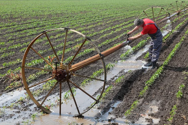 Escena agrícola, agricultor en campo de pimentón con sistema de riego — Foto de Stock