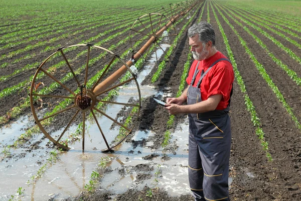农业现场，农夫在辣椒领域与浇水系统 — 图库照片