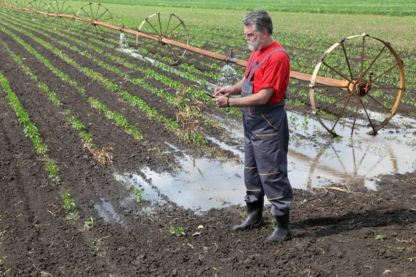 Scena agricola, contadino nel campo di paprica con sistema di irrigazione — Foto Stock