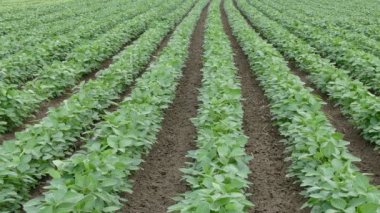 Tarım, soya tesisi alanı