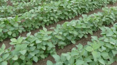 Tarım, soya tesisi alanı