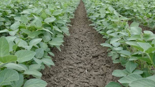 Agricultura, planta de soja en el campo — Vídeo de stock