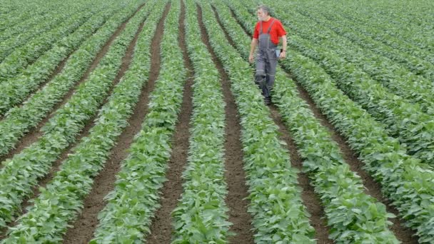 Jordbrukaren promenader, och inspektera kvaliteten på sojabönor växt — Stockvideo