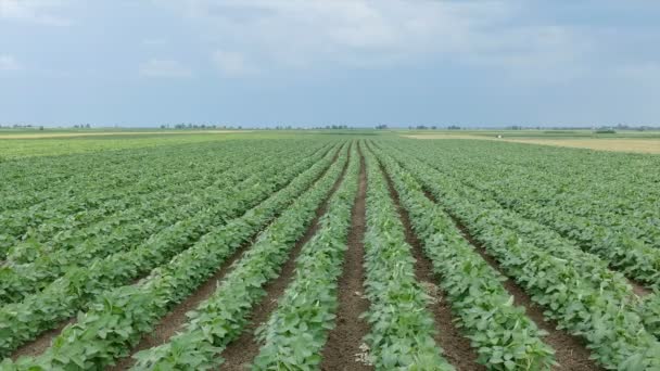 Agriculture, green soybean field with overcast sky — Stock Video