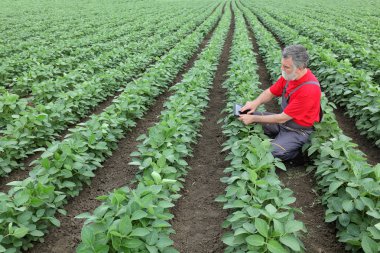 Çiftçi ya da soya alanındaki bilimsel tarım uzmanı