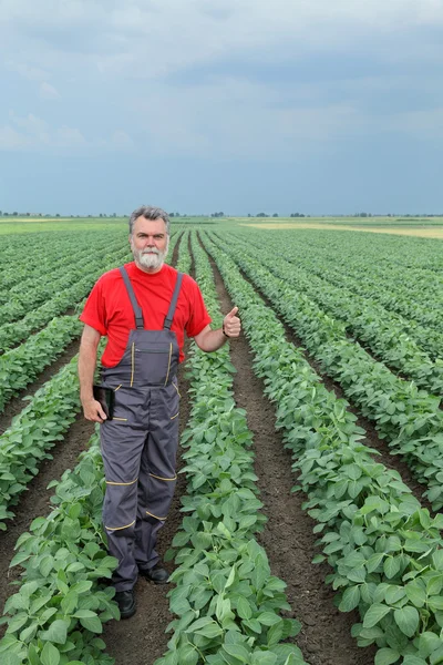 Zemědělec nebo agronom v sójové oboru — Stock fotografie