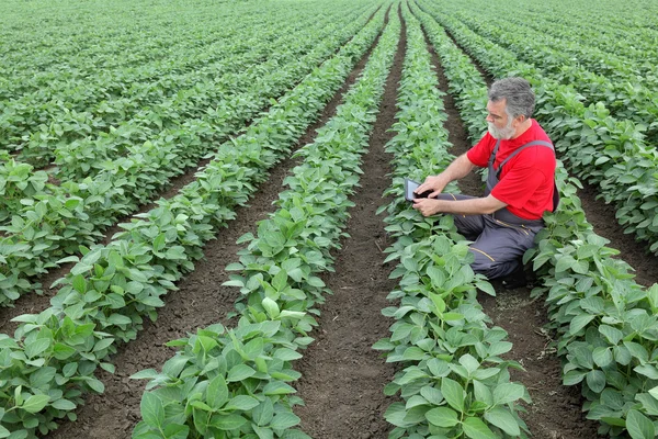 Agricultor o agrónomo en campo de soja — Foto de Stock