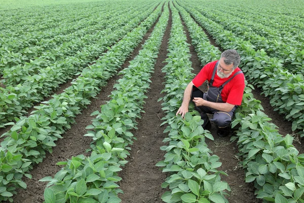 Agricultor ou agrônomo no campo da soja — Fotografia de Stock