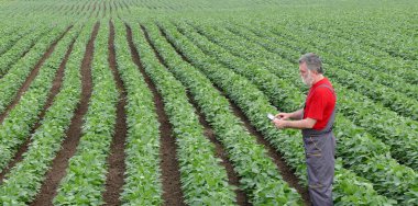Farmer or agronomist in soy field with tablet
