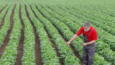Farmer or agronomist in soy field pointing