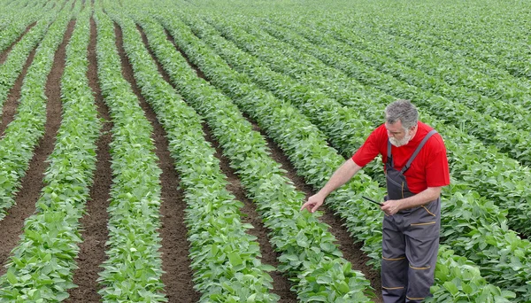 Farmer or agronomist in soy field pointing - Stok İmaj