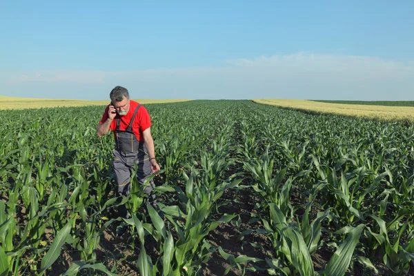 Scène agricole, agriculteur dans le champ de maïs — Photo