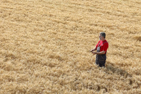 Escena agrícola, agricultor o agrónomo inspeccionar campo de trigo — Foto de Stock