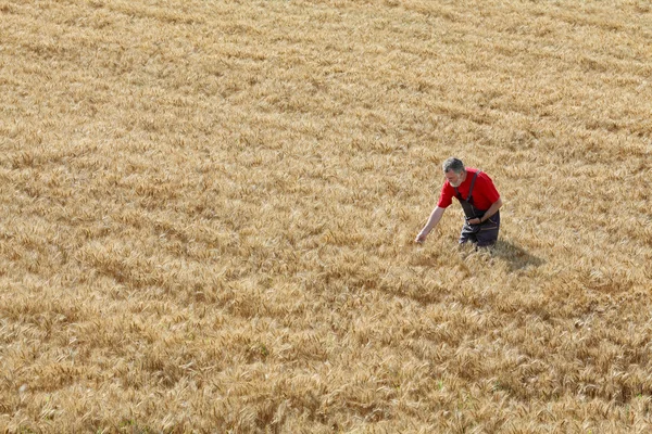 Zemědělské scény, farmář nebo agronom zkontrolovat pšeničné pole Stock Obrázky