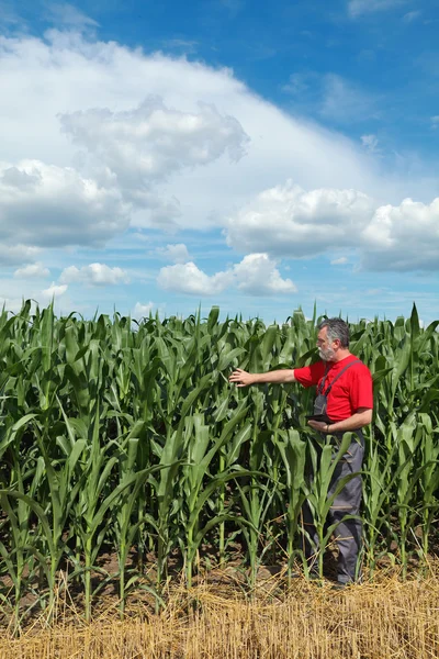 Landbouw, boer in maïsveld — Stockfoto