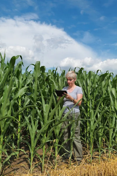 Agricultura, agricultor no campo de milho — Fotografia de Stock