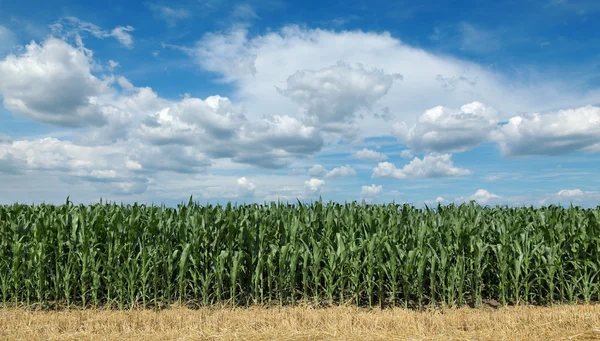 Agriculture, corn field with beautiful sky — Stock fotografie