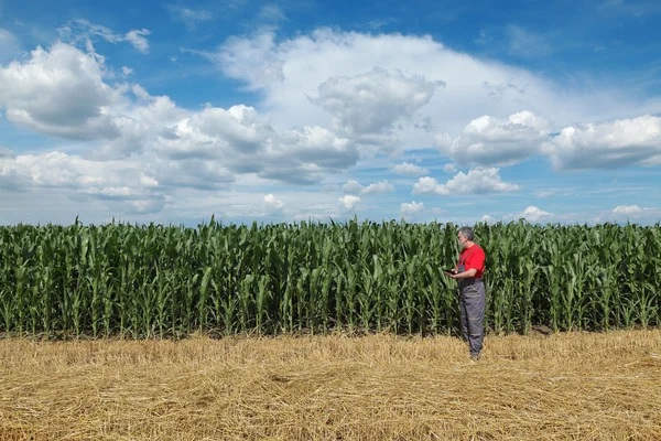 Landbouw, boer in maïsveld — Stockfoto