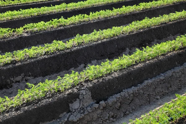 Agricultura, planta de zanahoria en el campo — Foto de Stock