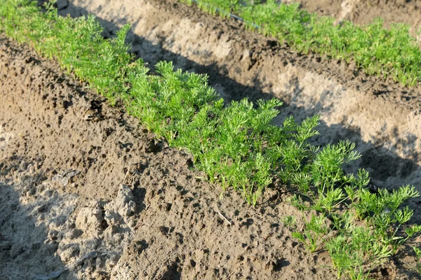 Landwirtschaft, Karottenpflanze im Feld — Stockfoto