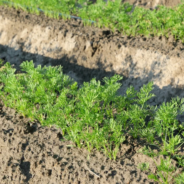 農学部フィールドでニンジン植物 ストックフォト