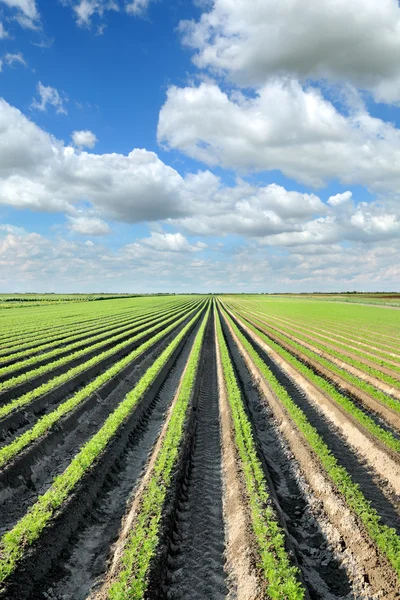 Zemědělství, mrkev pole v létě — Stock fotografie