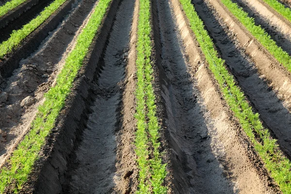 Landwirtschaft, Karottenpflanze im Feld — Stockfoto