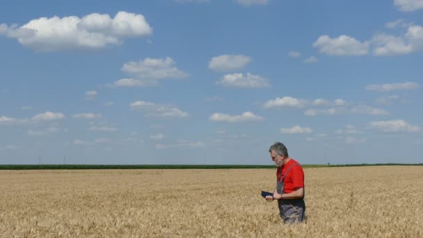 Agricultura, agricultor ou agrónomo no campo do trigo — Vídeo de Stock