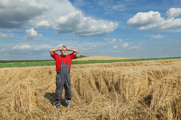 Agriculture, farmer gesture in wheat field — Stock Photo, Image