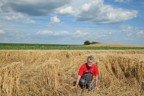 Agriculture, desperate farmer in damaged wheat field — Stock Photo, Image