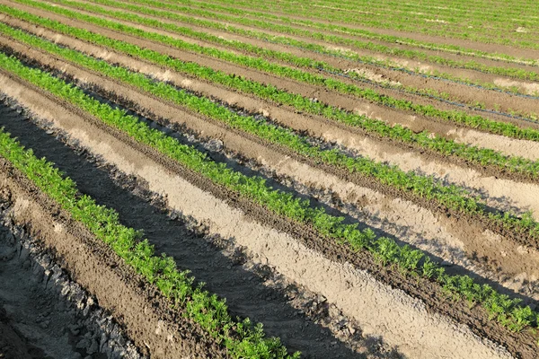 Landbouw, wortel fabriek in veld — Stockfoto