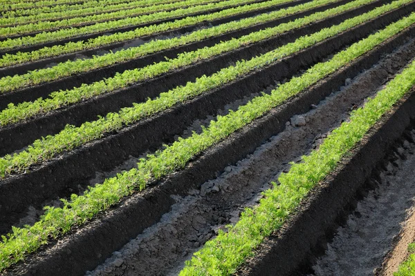 Agricultura, planta de cenoura no campo — Fotografia de Stock