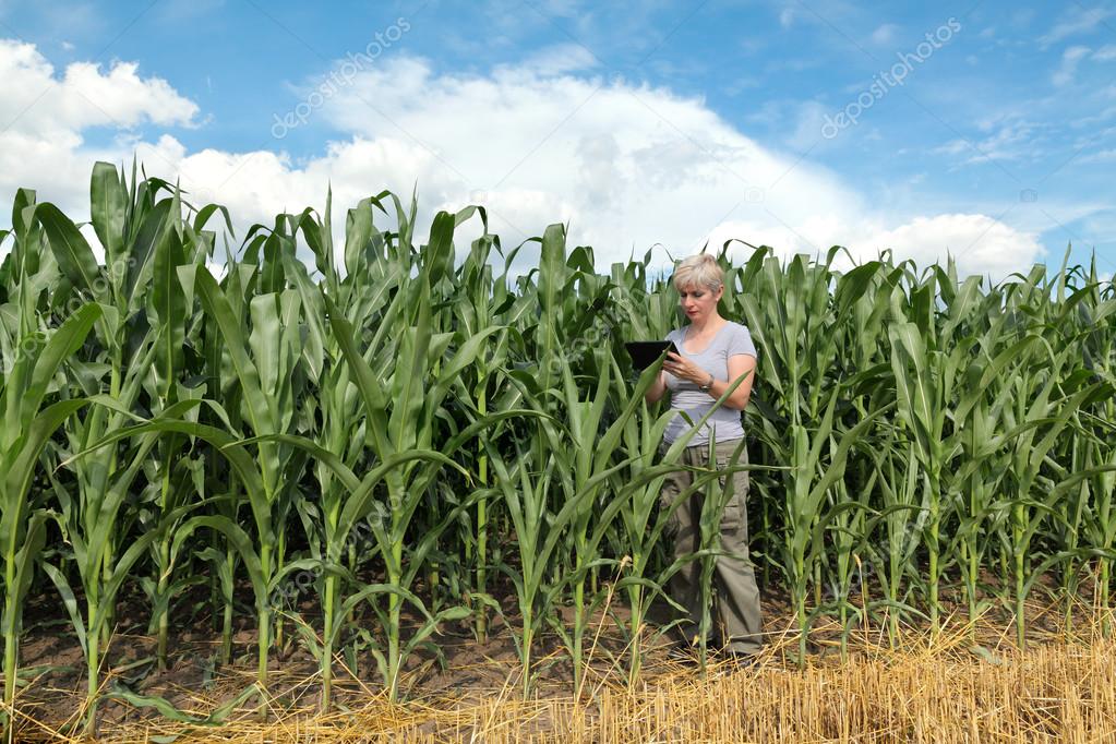 Agriculture, farmer or agronomist in corn field