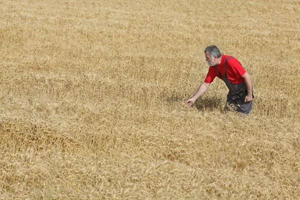 Mezőgazdasági táj, a mezőgazdasági termelő vagy a agronómus megszemlél Búzamező — Zdjęcie stockowe